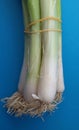 Fresh spring onions with roots. A bunch of scallions over blue. Royalty Free Stock Photo