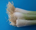 Fresh spring onions with roots. A bunch of scallions over blue. Royalty Free Stock Photo