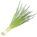 Bunch green onions with roots Royalty Free Stock Photo