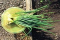 Bunch green onions, top view Royalty Free Stock Photo