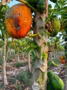 A bunch of green and orange papaya, (Carica papaya) are growing on a tree
