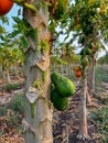 A bunch of green and orange papaya, (Carica papaya) are growing on a tree