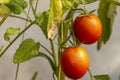 A bunch of green-orange-yellow unripe tomatoes hanging on a branch of a plant Royalty Free Stock Photo