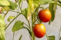 A bunch of green-orange-yellow unripe tomatoes hanging on a branch of a plant Royalty Free Stock Photo