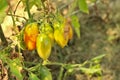 a bunch of green-orange-yellow unripe tomatoes hanging on a branch of a plant Royalty Free Stock Photo