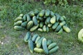 A bunch of green overripe cucumbers are lying on the ground in the garden