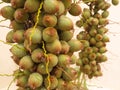 Bunch of green palm fruit seen from close up. Royalty Free Stock Photo