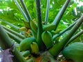 A bunch of green papaya