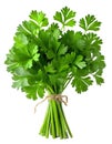 Bunch of green parsley isolated on white background. Fresh greens are tied in a bundle. Royalty Free Stock Photo