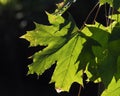 Plane tree leaves backlit by autumn sun Royalty Free Stock Photo