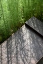 A bunch of green plant cast a pale light over the brown bench. Royalty Free Stock Photo