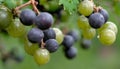 A bunch of green and purple grapes hanging from a tree Royalty Free Stock Photo