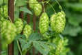 Bunch of green ripe hop cones on plantation against dark green background Royalty Free Stock Photo