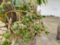 Bunch of green and ripe tropical betel nut. Royalty Free Stock Photo