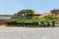 Green scenery in the Forbidden City, Beijing