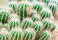 Bunch of Green Small cactuses in garden