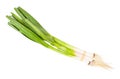 Bunch of green spring garlic isolated on white Royalty Free Stock Photo