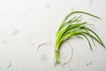 A bunch of green spring onions tied with a rope on a light stone background. Royalty Free Stock Photo