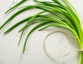 A bunch of green spring onions tied with a rope on a light stone background. Royalty Free Stock Photo