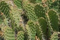 Bunch of green succulent cacti plants