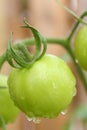 Bunch of green tomato growing in garden after the rain Royalty Free Stock Photo