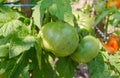 Bunch of green tomatos Royalty Free Stock Photo