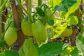 Bunch of green tomatos Royalty Free Stock Photo