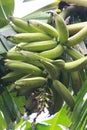 A bunch of green umriped plantain one rainy day in Nigeria