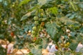 A bunch of green unripe cherry tomatoes Royalty Free Stock Photo