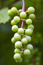 Bunch of green unripe grapes close-up Royalty Free Stock Photo