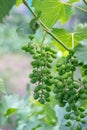 Bunch of green unripe grapes Royalty Free Stock Photo