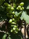 bunch of green unripe grapes hanging on a tree Royalty Free Stock Photo