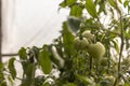 A bunch of green unripe tomatoes hanging on a branch of a plant Royalty Free Stock Photo