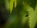 Bunch of green unripe white grapes in leaves growing. Royalty Free Stock Photo