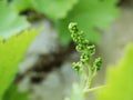 Bunch of green unripe white grapes in leaves growing. Royalty Free Stock Photo