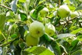 Bunch of green unripened apples on branch with leaves