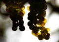 vermentino grape blurred green background Royalty Free Stock Photo