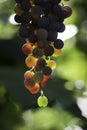 vermentino grape blurred green background Royalty Free Stock Photo