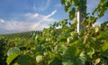 Bunch of green vine leaves against blue sky and white clouds Royalty Free Stock Photo