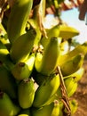 Bunch of greenish yellow ripened bananas on banana leaf bokeh with sky background Royalty Free Stock Photo