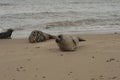 Grey seals on the side Royalty Free Stock Photo