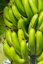 Bunch of the growing green bananas on the banana tree Royalty Free Stock Photo