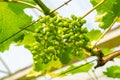 Bunch of growing young grapes in a vineyard Royalty Free Stock Photo