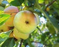 A bunch of grown apples is hanging on a branch in the backyard. A portrait view of small fruit branches in the