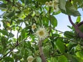 A bunch of guava tree flowers.