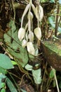 Bunch of hanging orchids Royalty Free Stock Photo