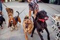 A bunch of happy dogs on the leash on the walk. Pets, walkers, service