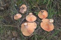 A bunch of harvested desired mushrooms, lying upside down right Royalty Free Stock Photo