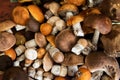 Bunch of harvested forest edible mushrooms with orange, brown caps and white legs of different sizes lie Royalty Free Stock Photo