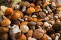 Bunch of harvested forest edible mushrooms with orange, brown caps and white legs of different sizes lie